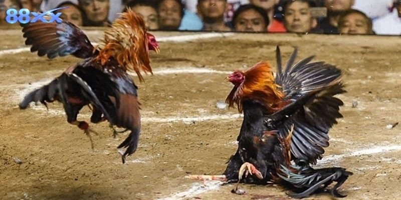 Các bước theo dõi trận đấu nhanh chóng, phù hợp mọi thiết bị