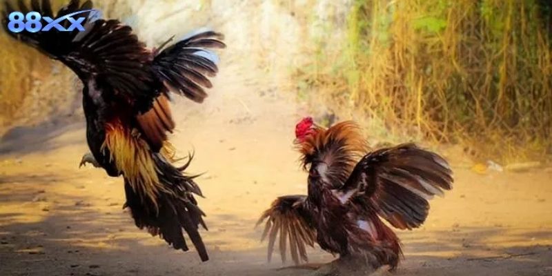 Quy trình tham gia nhanh chóng, dễ hiểu cho người mới