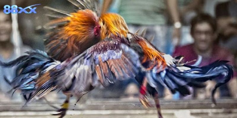 Thông tin cơ bản về đá gà 88XX