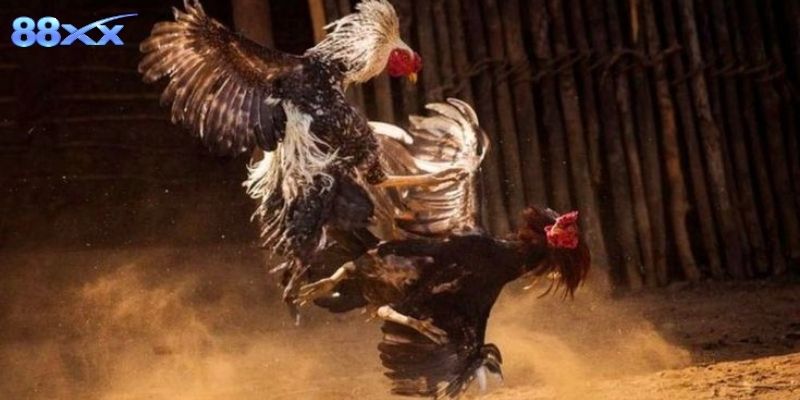 Trải nghiệm phát sóng ổn định, hình ảnh sắc nét từng trận đấu